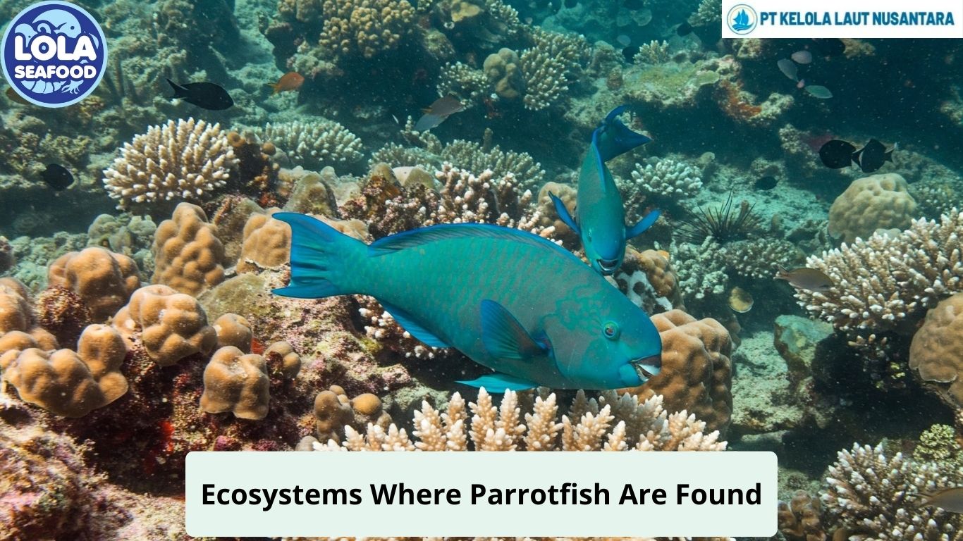 Ecosystems Where Parrotfish Are Found